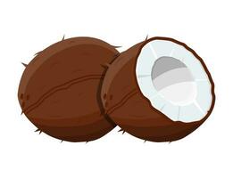 Ripe coconuts and half coconut on white. Coconut drupe with half section. Vector illustration in flat style