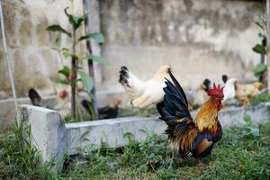 Rooster and his hen. Colorful rooster and chickens photo