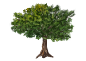 The tree is an oak with a thick green crown. Drawing of green plants from the forest, hiking trails, travel. Natural decoration of campgrounds, parks, and garden plots. Isolated illustration png