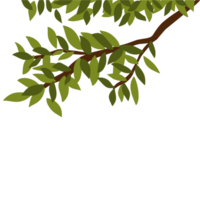 Branch with green leaves png