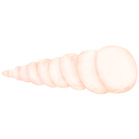 Sea shell, shell, under the sea png