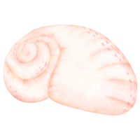 Sea shell, shell, under the sea png