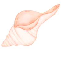 Sea shell, shell, under the sea png