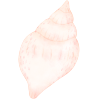 Sea shell, shell, under the sea png