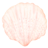 Sea shell, shell, under the sea png