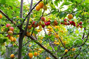 Ripe yellow and red plums on a tree branch in the garden in summer. Horizontal photo, close-up photo