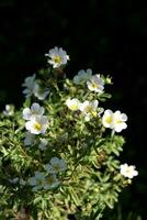 a bush with flowers of white cinquefoil Potentilla, vertical photo