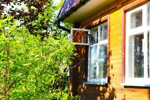 A green mock orange bush in spring in front of the windows of a rural house on a sunny day. Horizontal photo, close-up photo