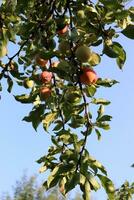 Branch of an apple tree with fruits in the garden in summer against the sky. Vertical photo, close-up photo