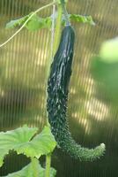 Ripe long curved cucumber samurai variety in a greenhouse. Horizontal photo, close-up photo