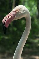 A Chilean Flamingo Phoenicopterus chilensis photo