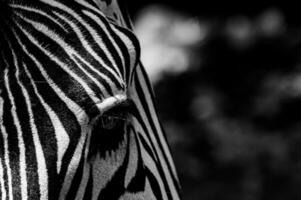 portrait of a Zebra subgenus Hippotigris photo