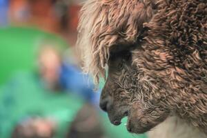 A Portrait of Huacaya Alpaca photo