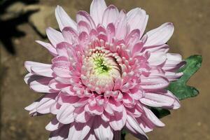 Pink chrysanthemum flowers have dew on their petals photo