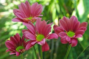 Several stalks of red chrysanthemums photo