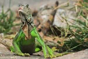 a colorful iguana posing in a bush. photo