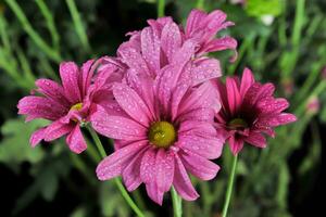 several stalks of purple chrysanthemums photo