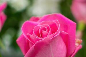 Bouquet of roses in flower shop. photo