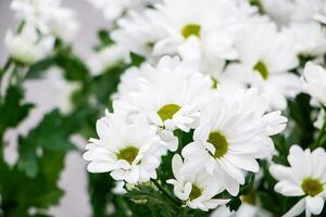 White chrysanthemums in flower shop. photo