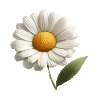 AI generated Daisy Flowers Transparent Background Images png