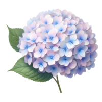 ai genererad hortensia blommor transparent bakgrund bilder png