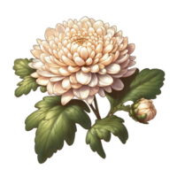 AI generated A chrysanthemum is isolated png