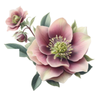 AI generated A beautiful Hellebore is isolated png