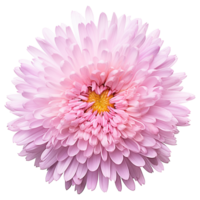 AI generated Aster flower isolated on transparent background png