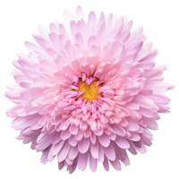 ai generado aster flor aislado en transparente antecedentes png