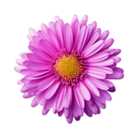 ai generado aster flor aislado en transparente antecedentes png