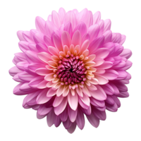 AI generated Aster flower isolated on transparent background png