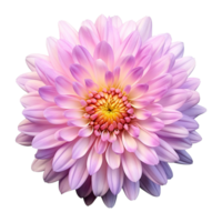 ai generado aster flor aislado en transparente antecedentes png