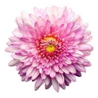 AI generated Aster flower isolated on transparent background png