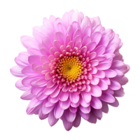 ai generado aster flor aislado en transparente antecedentes png