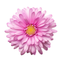 AI generated Aster flower isolated on transparent background png