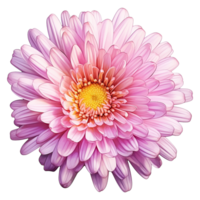 ai generado aster flor aislado en transparente antecedentes png