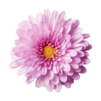 ai generado aster flor aislado en transparente antecedentes png