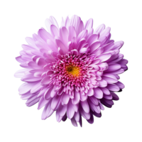 ai generado aster flor aislado en transparente antecedentes png