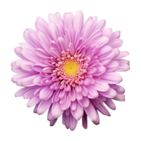 AI generated Aster flower isolated on transparent background png