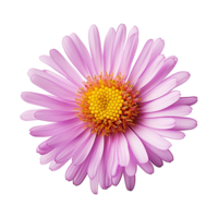 AI generated Aster flower isolated on transparent background png