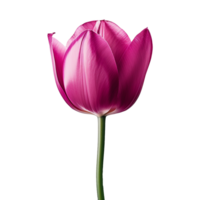 ai gerado magenta tulipa isolado em transparente fundo png