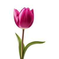 ai gerado magenta tulipa isolado em transparente fundo png