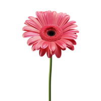 AI generated Flower icon png isolated on transparent background