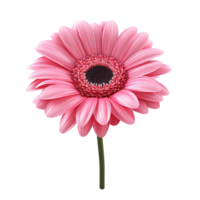 ai generado flor icono png aislado en transparente antecedentes