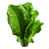 ai generiert Grüner Salat Blätter png isoliert auf transparent Hintergrund