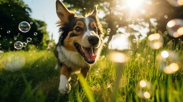 ai generado foto de un juguetón perro persiguiendo burbujas en un lozano verde. generativo ai