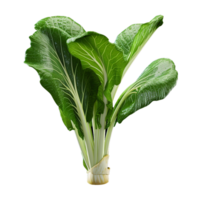 AI generated Bok choy png isolated on transparent background