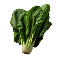 ai gegenereerd bok choy PNG geïsoleerd Aan transparant achtergrond