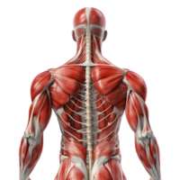 AI generated Human muscle structure isolated on transparent background png