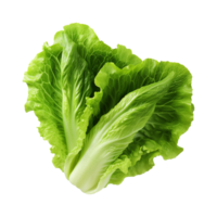 AI generated Green lettuce isolated on transparent background fresh lettuce png generative ai